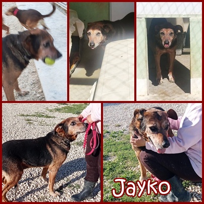 Jayko